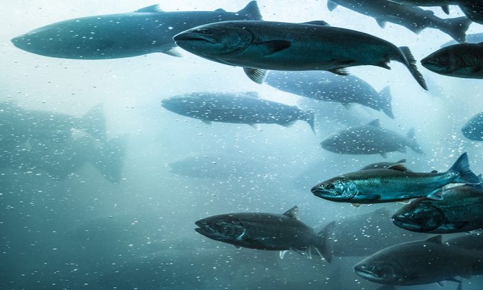 A large school of salmon make their way up a fish ladder of a dam in the Columbia River, Oregon.