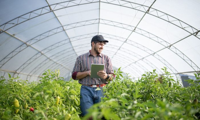 Farm worker analyzing the growth of the vegetables in the greenhouse with a digital tablet.