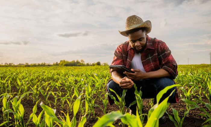 Young farmer using digital tablet in field | Expertise | UK Agri-Tech Centre | Farming innovation