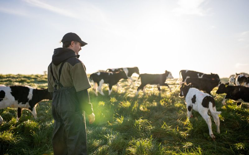 A rearview of a young male farmer wearing overalls standing next to a herd of calves