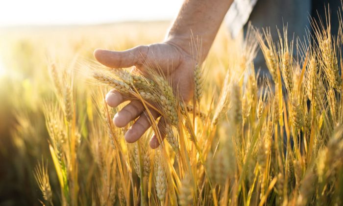 Close up of male hand examining growth quality of wheat in agriculture field at sunset.