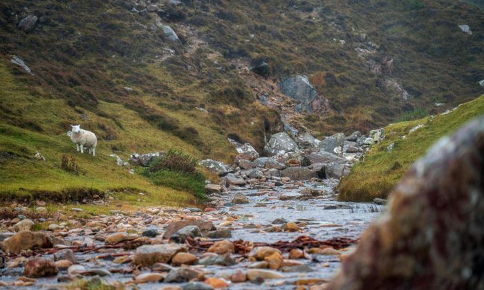 pexels-michalrobak-34638837