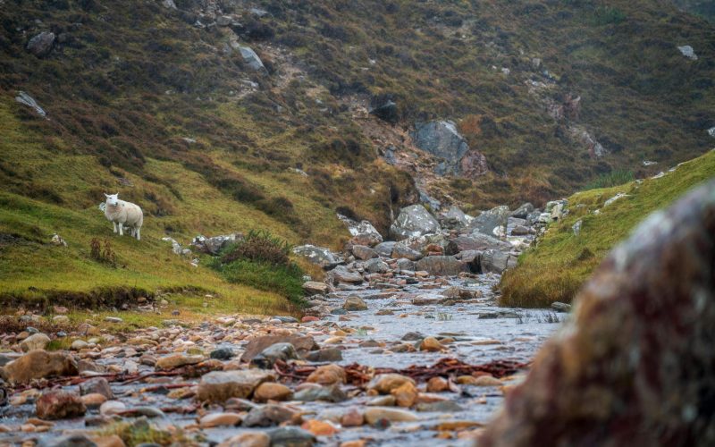 pexels-michalrobak-34638837